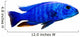 Tropical Fish Wall Decal