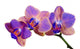 blue and orange three orchids on branch 