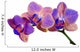 blue and orange three orchids on branch 