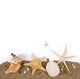 Beach sand with sea shell and star fish postcard Wall Decal