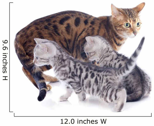 Bengal Kitten and Mother Wall Decal