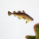 Atlantic cod Wall Decal