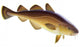 Atlantic cod Wall Decal