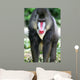 Mandrill Baboon Wall Mural