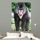 Mandrill Baboon Wall Mural