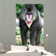 Mandrill Baboon Wall Mural