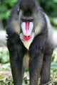 Mandrill Baboon Wall Mural