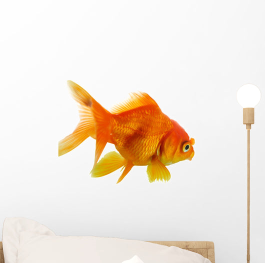 Red Fish on White B 