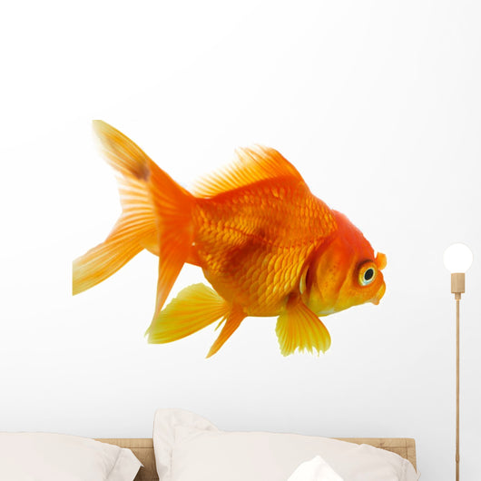 Red Fish on White B 