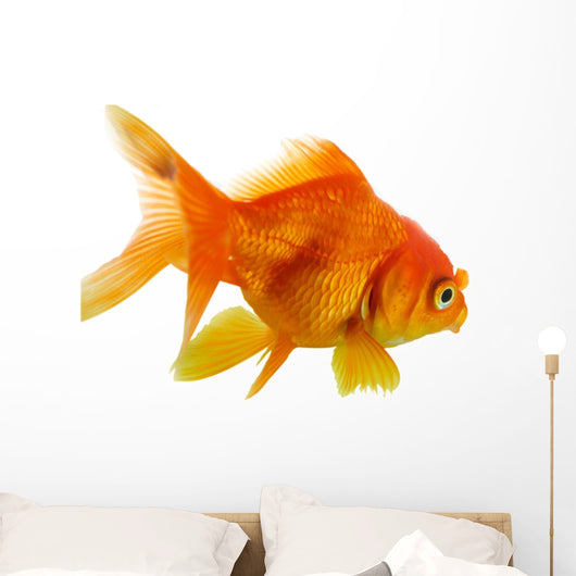 Red Fish on White B 