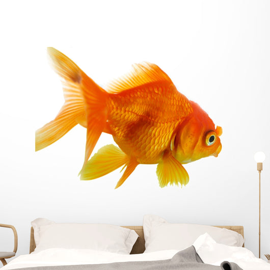 Red Fish on White B 