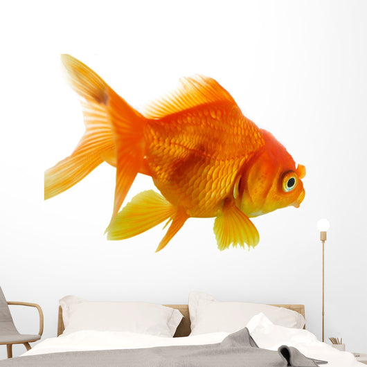Red Fish on White B 