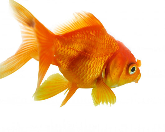 Red Fish on White B 