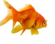 Red Fish on White B 