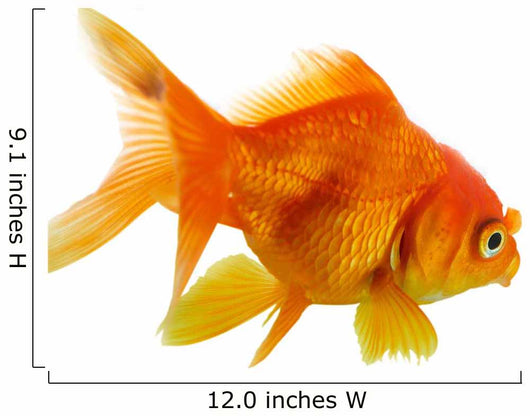 Red Fish on White B 