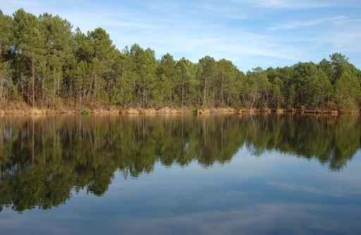 And Pine Forest Lake Wall Decal