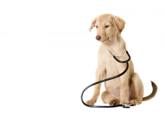 Dog and Stethoscope Wall Decal Design 2
