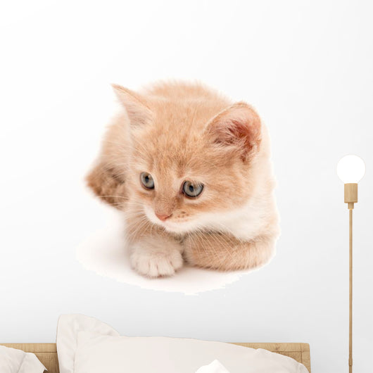 Creamy Kitten Lying on a White Background 