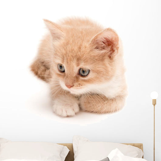 Creamy Kitten Lying on a White Background 