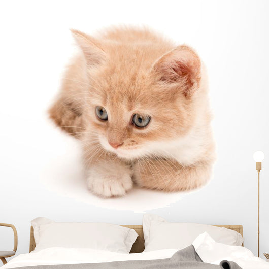 Creamy Kitten Lying on a White Background 