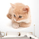 Creamy Kitten Lying on a White Background 