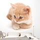 Creamy Kitten Lying on a White Background 
