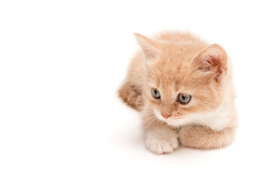 Creamy Kitten Lying on a White Background 
