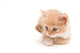 Creamy Kitten Lying on a White Background 