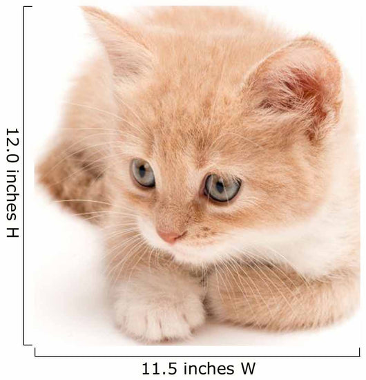 Creamy Kitten Lying on a White Background 