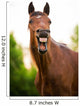 Bay Horse Yawning 