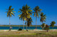 Palm beach of Mafia Island Wall Mural