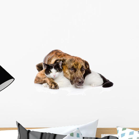 mixed breed dog and cat lying together. isolated on white  