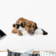 mixed breed dog and cat lying together. isolated on white  