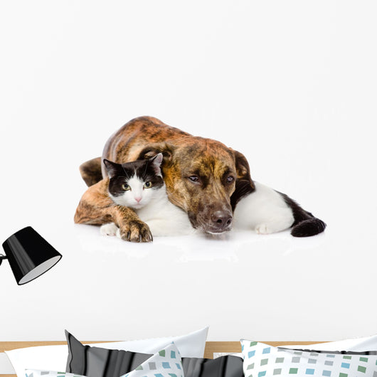 mixed breed dog and cat lying together. isolated on white  