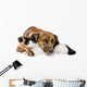 mixed breed dog and cat lying together. isolated on white  