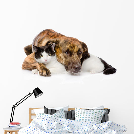 mixed breed dog and cat lying together. isolated on white  
