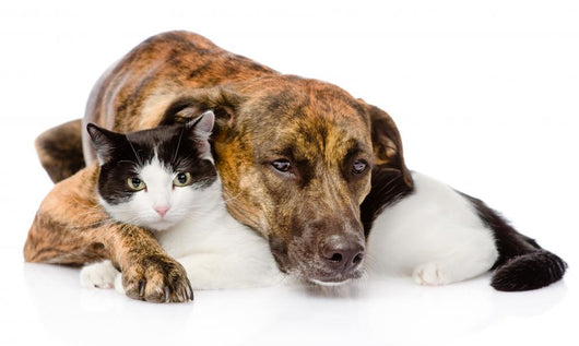 mixed breed dog and cat lying together. isolated on white  