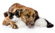 mixed breed dog and cat lying together. isolated on white  