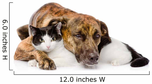 mixed breed dog and cat lying together. isolated on white  