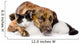 mixed breed dog and cat lying together. isolated on white  