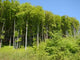 Edge Woods Wall Decal Design 1