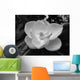 Magnolia Blossom Wall Mural