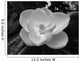 Magnolia Blossom Wall Mural