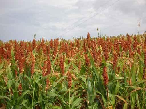 Sorghum Field Wall Decal