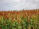 Sorghum Field Wall Decal