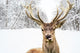 Deer with beautiful big horns on a winter country road 