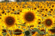 campo di girasoli 