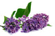 twig of lilac on white background 