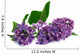 twig of lilac on white background 