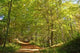 Forest St Gobain Wall Decal